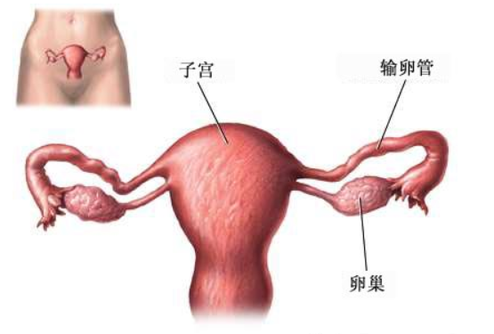 女性单侧输卵管怀孕几率大吗？