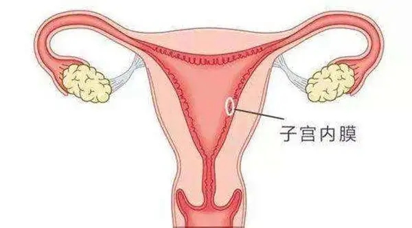 子宫内膜薄不易怀孕该吃点什么好?